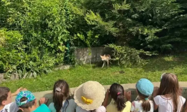 Лисица заведе малките си на детска забавачка в София - Tribune.bg