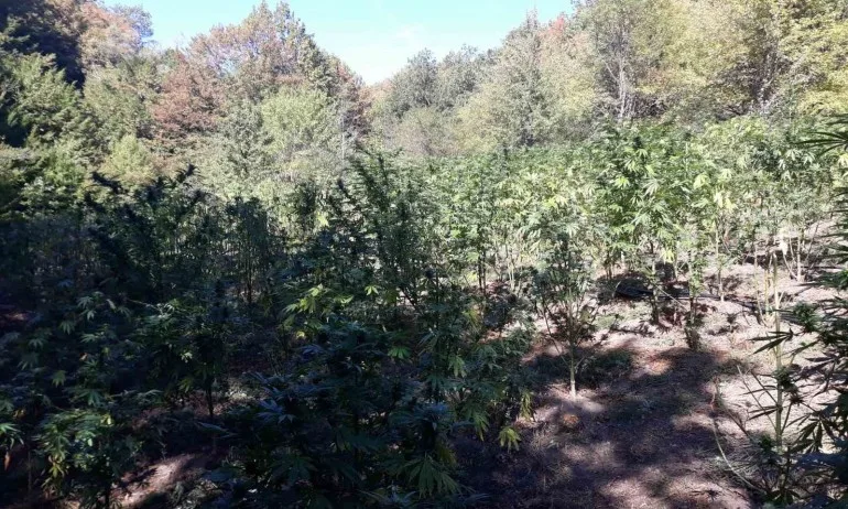 Мащабна акция срещу производството на наркотици - Tribune.bg