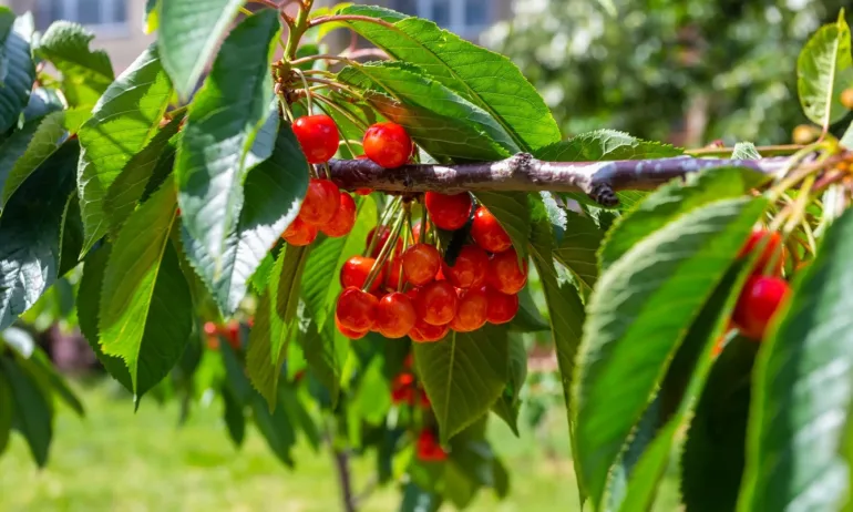 Кюстендил с частично бедствено положение заради пораженията на овощните насаждения - Tribune.bg