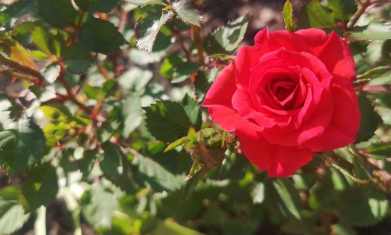 Слънчево и топло време днес, краткотраен дъжд в отделни райони - Tribune.bg
