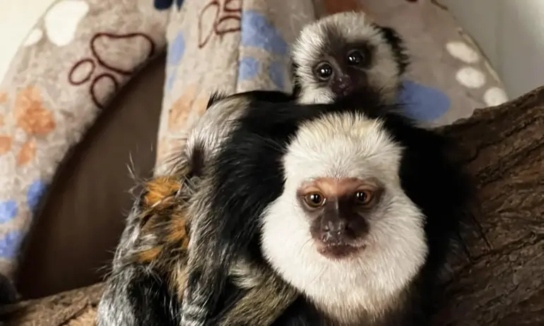 Семейство мармозетки на Жофроа са най-новото попълнение в зоопарка в Бургас