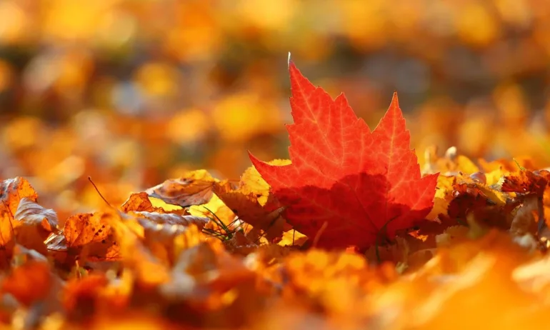 На финала на октомври: Студ и мъгли сутрин, топло и слънчево следобед - Tribune.bg