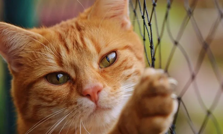 Коткотерапия - Tribune.bg