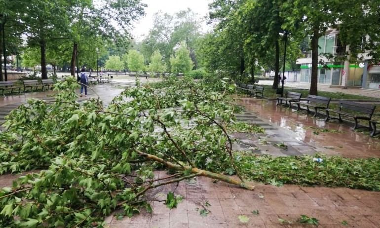Буря блокира Русе, над 160 сигнала за паднали дървета - Tribune.bg