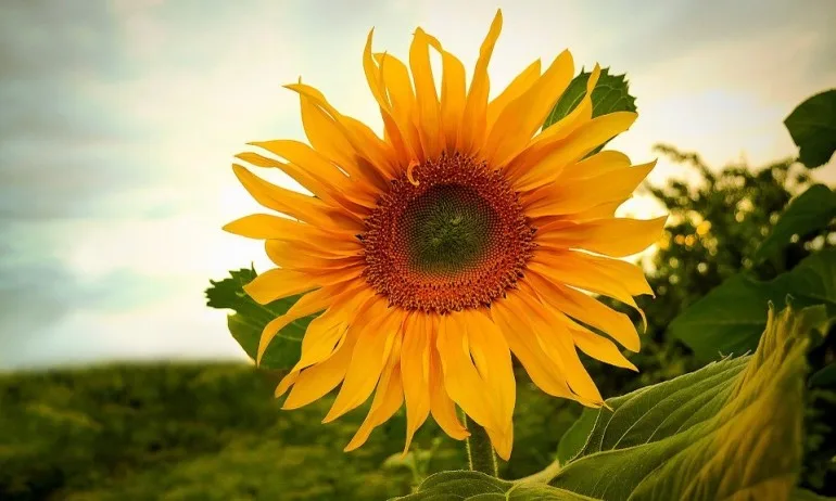 Цветен хороскоп – Слънчоглед (03 - 12 август) - Tribune.bg