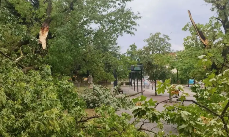 Ураганен вятър изкорени дървета в Търговище - Tribune.bg