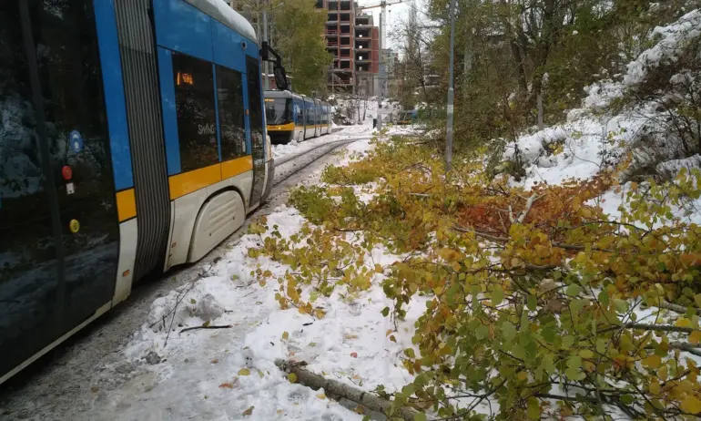 Вече цяла седмица събират паднали клони в София, продължават и уикенда - Tribune.bg