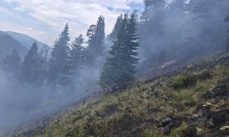Надежда: Пожарът в Рила тръгна към мокри дерета и може да бъде потушен - Tribune.bg