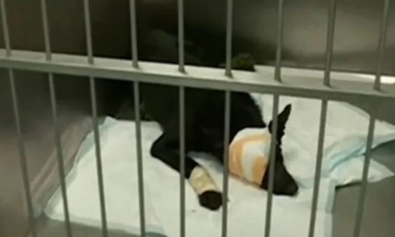 Прокуратурата се самосезира за простреляно бездомно куче - Tribune.bg