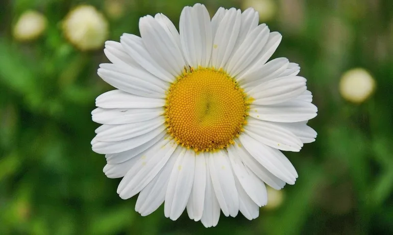 Маргаритката, която искала да е като всички останали - Tribune.bg