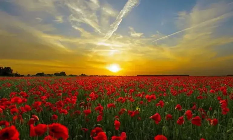 Времето: Горещо с температури до 37 градуса, на места ще има валежи - Tribune.bg