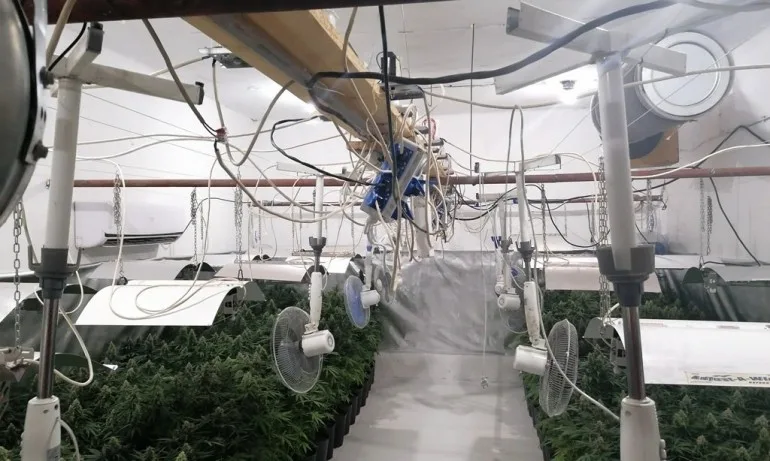 Разбиха модерна наркооранжерия със собствена електроцентрала - Tribune.bg