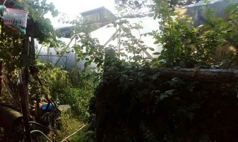 Разбиха наркооранжерия в Костандово - Tribune.bg