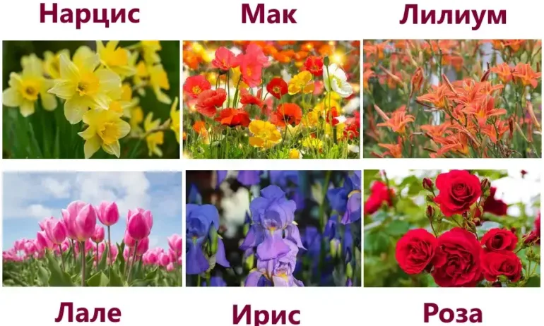 Изберете любимото си цвете и разберете интересна информация за себе си! (Тест) - Tribune.bg