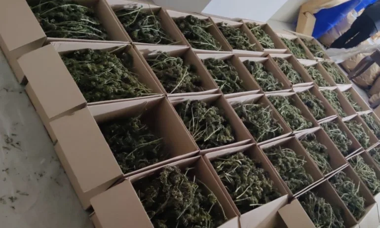 150 кг марихуана иззеха столични полицаи при спецакция в Орландовци - Tribune.bg