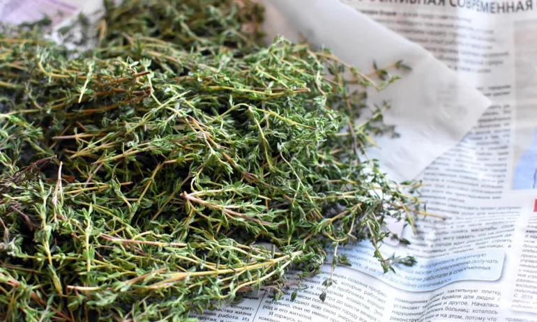 Полезни свойства на чая от мащерка и джинджифил - Tribune.bg