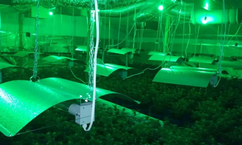 Оранжерия с марихуана за половин милион лева откриха в пазарджишкото село Калугерово - Tribune.bg