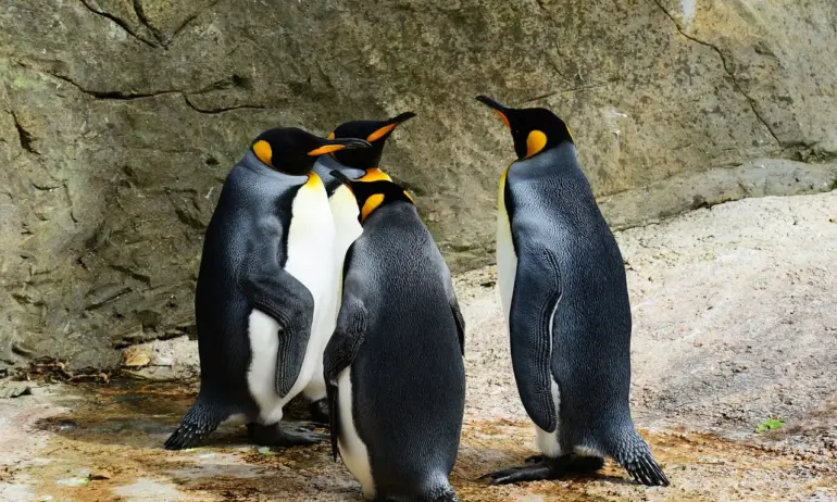 Пингвините с малки спят само по няколко секунди, за да пазят децата си - Tribune.bg