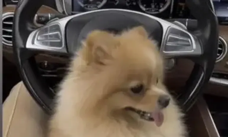Мис Силикон с нов клип – шофира с куче в краката и над ограничението - Tribune.bg