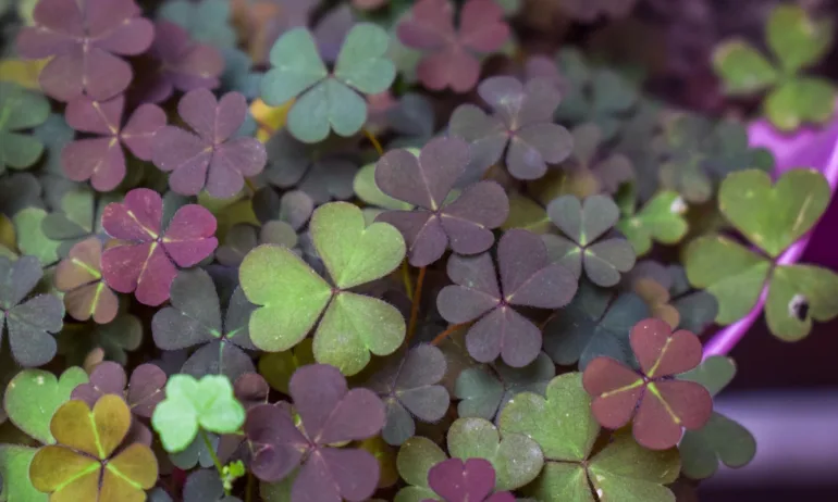 Как да привлечем късмета в живота си? - Tribune.bg