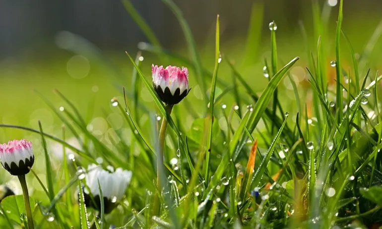 Лечебните свойства на росата - Tribune.bg