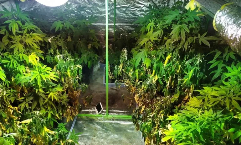 Разкриха наркооранжерия в хотел в Слънчев бряг - Tribune.bg