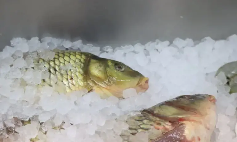 Сигнал за шаран с паразити в него, БАБХ направи проверка - Tribune.bg