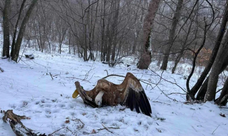 МОСВ: Отровените седем лешояди са застрашени видове, вписани в Червената книга на България - Tribune.bg