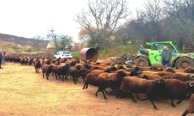 БАБХ разкри мащабна измама с евросредства и селскостопански животни само на хартия - Tribune.bg