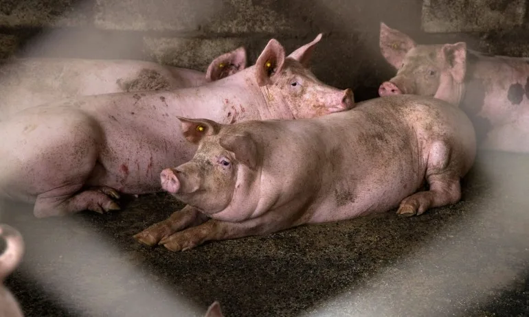 Свиневъдите искат спешна среща с премиера и земеделския министър, очакват масови фалити - Tribune.bg