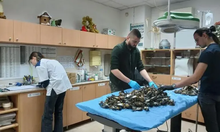 Екоинспекцията в София сигнализира в сектора за престъпления против дивата природа заради загиналите планински чинки - Tribune.bg