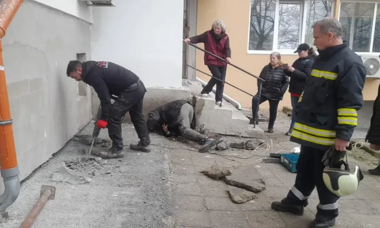 Спасиха бездомно коте, зазидано под стълбище в Бургас - Tribune.bg