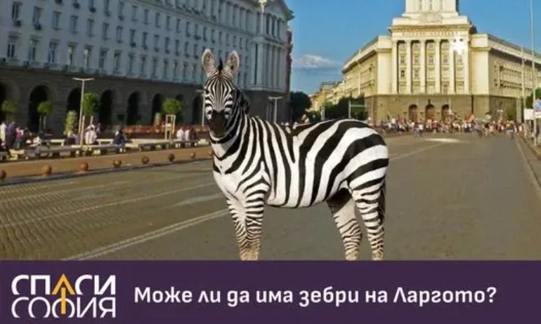 Предозиране: Бонев ту предлага зебри на Ларгото, ту критикува трафика там - Tribune.bg