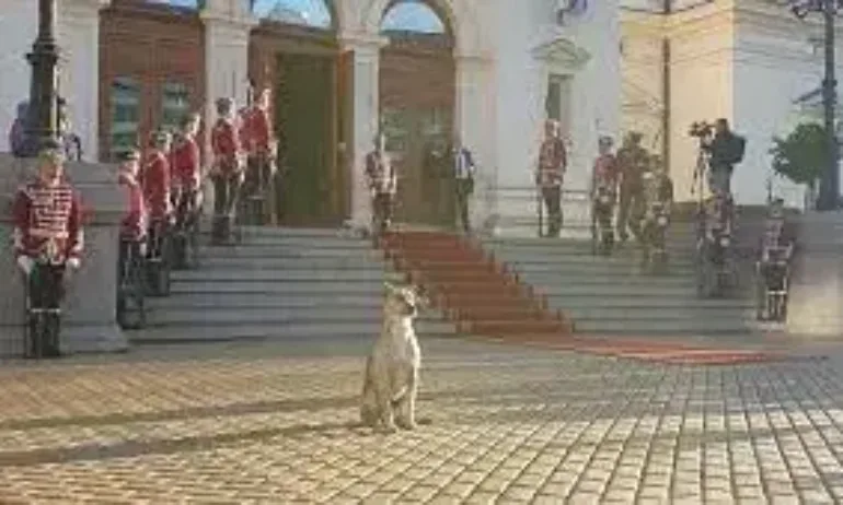 Кеворкян: Агонията на председателя - кучето пред парламента няма нужда от консенсус - Tribune.bg