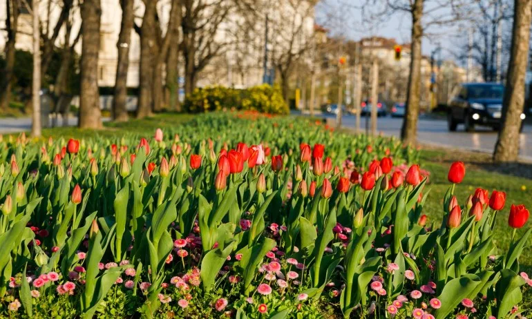 Честит имен ден на Велко, Величка, Вили и Велислав - Tribune.bg
