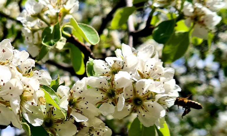 Слънчева събота с температури между 20 – 25 градуса - Tribune.bg