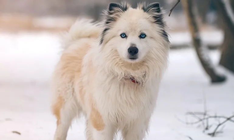 Времето остава студено и снежно - Tribune.bg