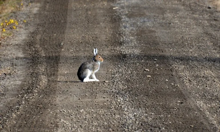 Животните на пътя. Кои от тях са най-застрашени и как да ги предпазим - Tribune.bg
