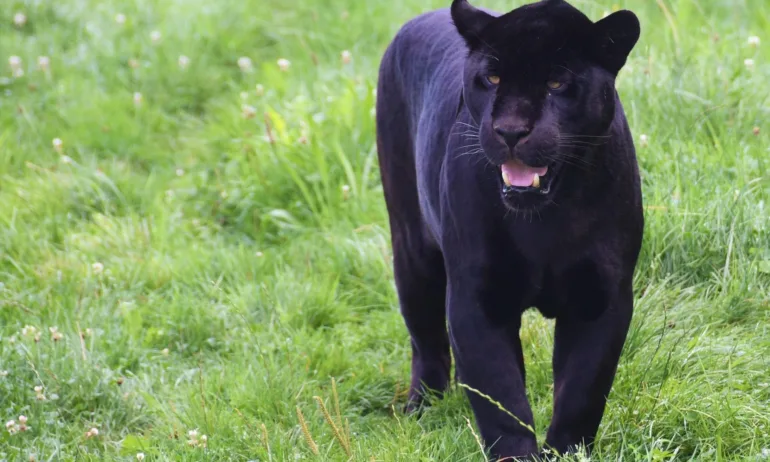 Пантерата я няма: Въведените ограничителни мерки за навлизане в района на Природен парк Шуменско плато отпадат - Tribune.bg