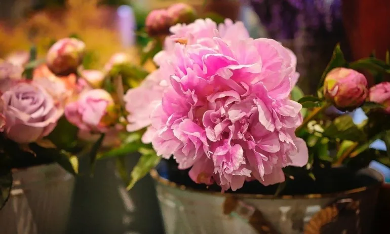 Постигане на енергийно равновесие с помощта на цветята - Tribune.bg