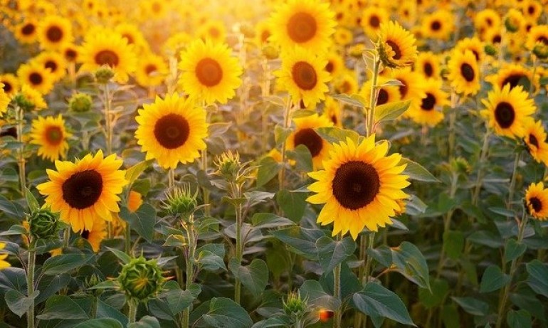 Слънчево със слаб вятър, температурите до 21 градуса - Tribune.bg