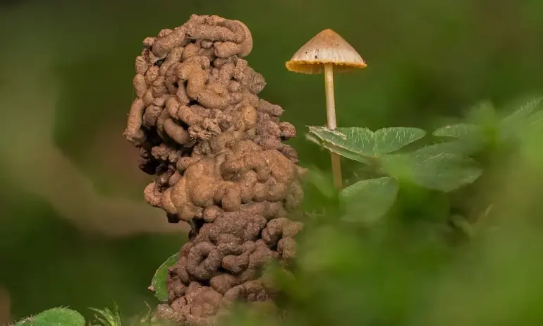 Следи от древни хищни страховити червеи са открили учените в Гренландия - Tribune.bg