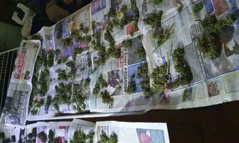 Откриха оранжерия за марихуана в центъра на София - Tribune.bg