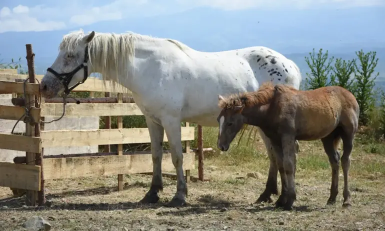 Атрактивни животни привлякоха стотици хора на изложение край с. Зелен дол - Tribune.bg