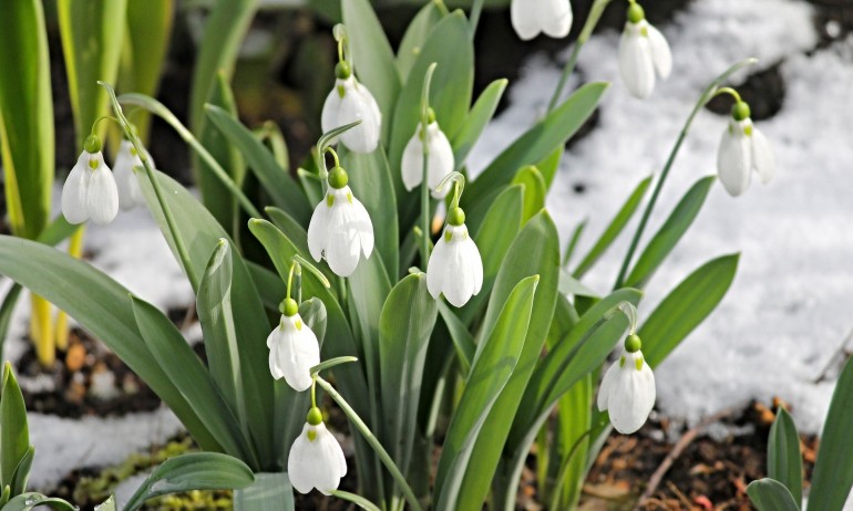 Лечебните свойства на кокичето - Tribune.bg