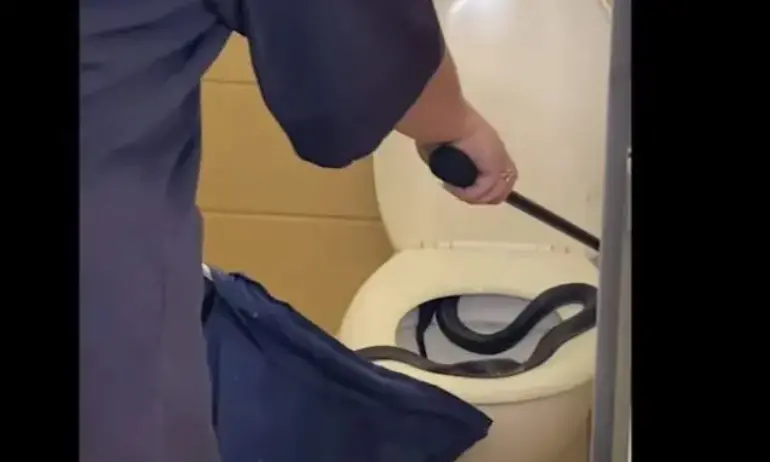 Отровна змия влезе в обществена тоалетна в Австралия (ВИДЕО) - Tribune.bg