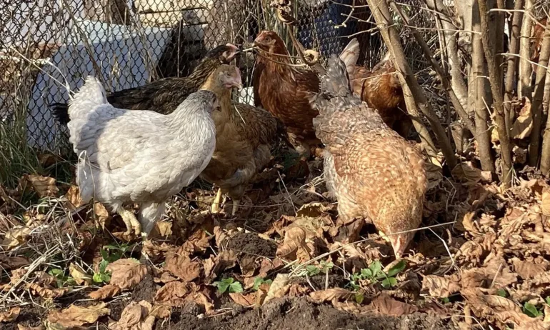 Софиянци масово купуват кокошки-носачки за яйца. Целта на търсенето на