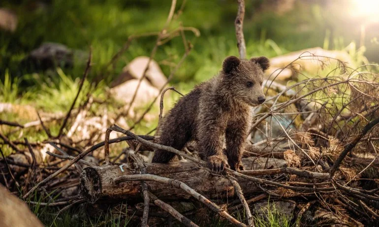 Издателство за пътувания препоръчва среща с мечки в Словакия като топ дестинация за лято 2019 - Tribune.bg