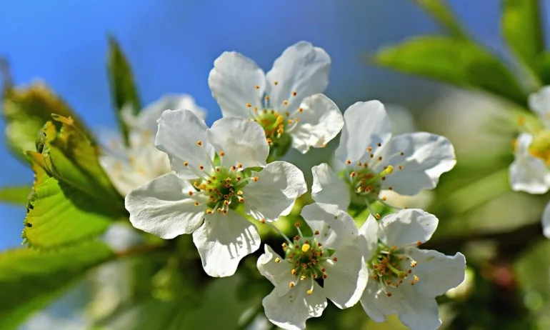 Над 3 млн. лв. компенсации за овощарите за зимните пръскания - Tribune.bg