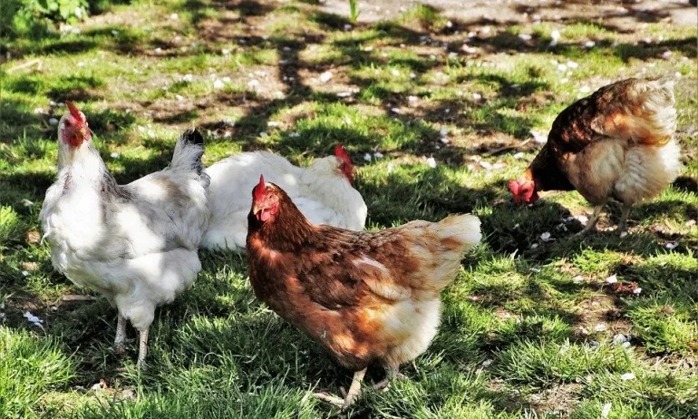 Много хора се завърнаха по селата, докато премине коронавирусът - Tribune.bg